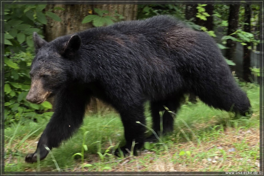 Gatlinburg_Bears_Part1_2026_014