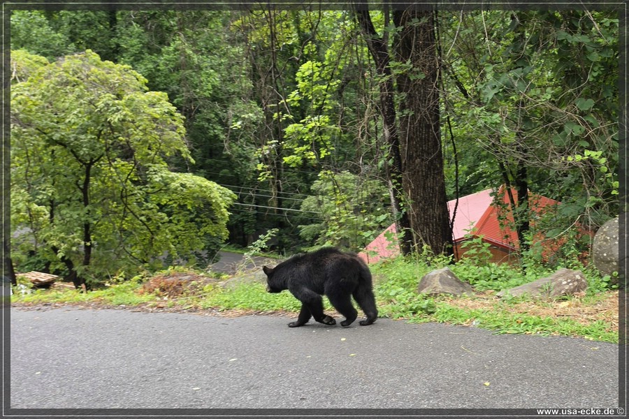 Gatlinburg_Bears_Part1_2026_015