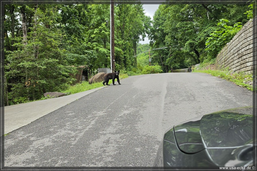 Gatlinburg_Bears_Part1_2026_016