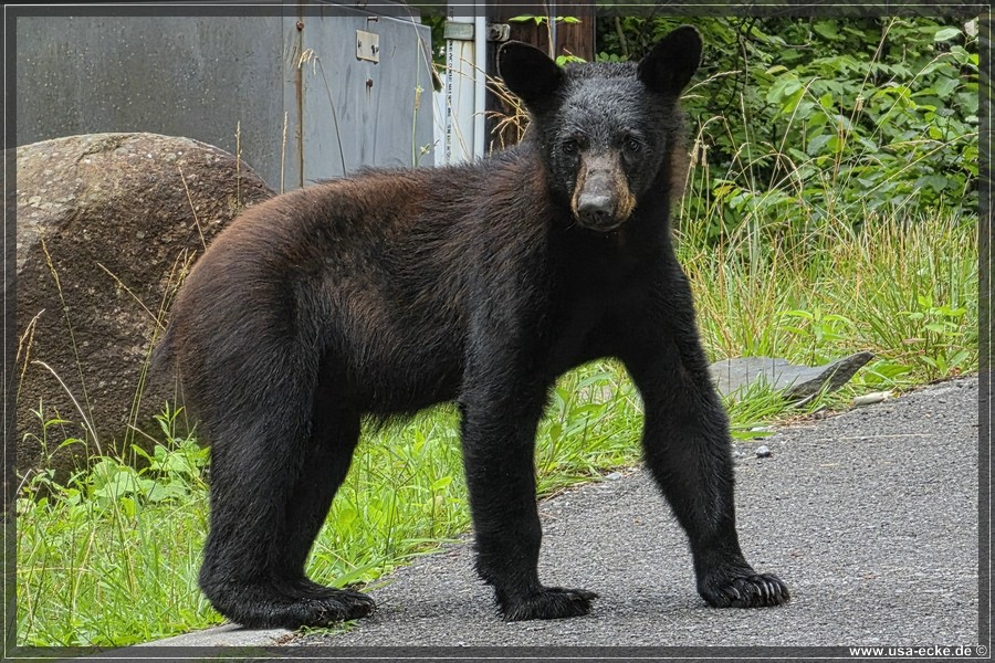Gatlinburg_Bears_Part1_2026_017