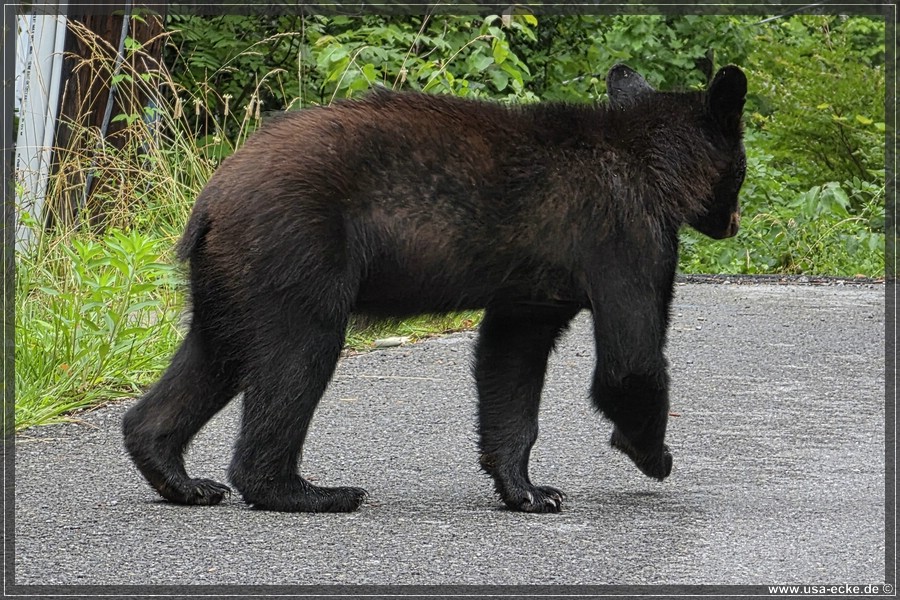 Gatlinburg_Bears_Part1_2026_018