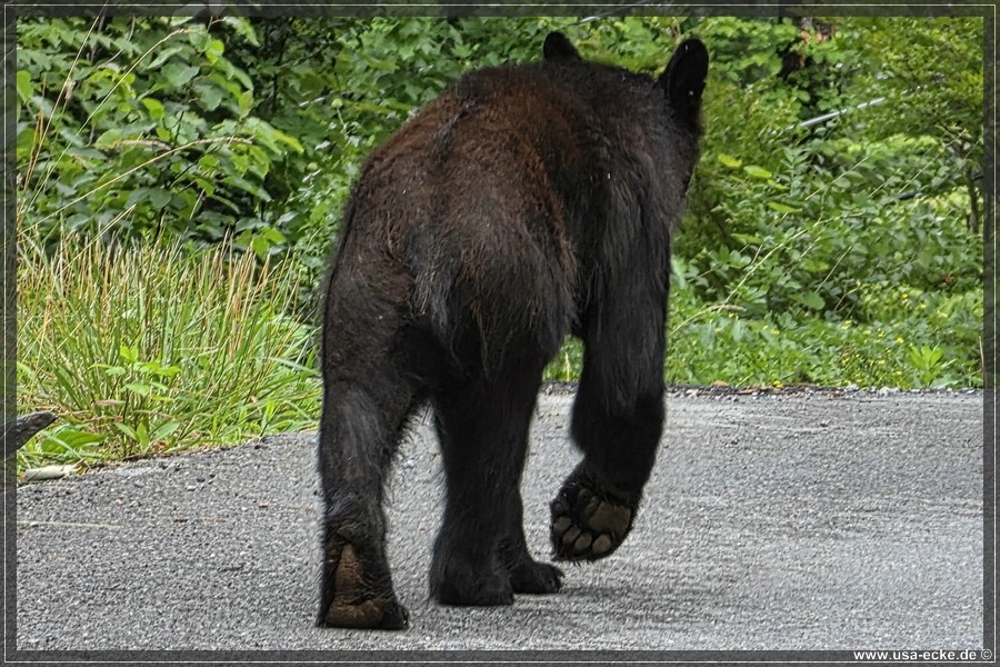Gatlinburg_Bears_Part1_2026_019