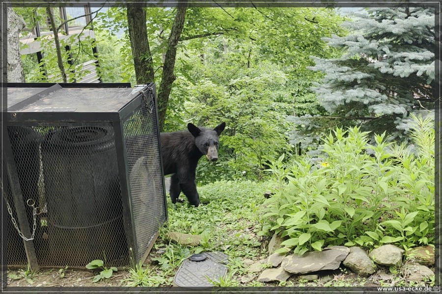Gatlinburg_Bears_Part1_2026_020