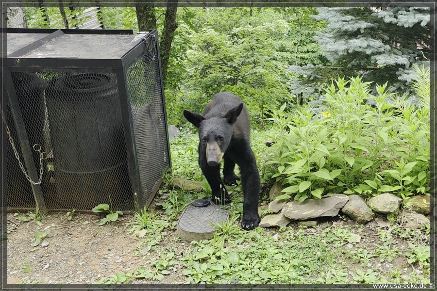 Gatlinburg_Bears_Part1_2026_021