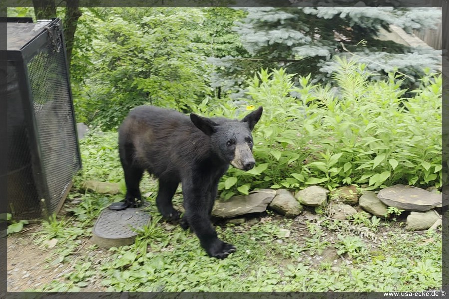 Gatlinburg_Bears_Part1_2026_022