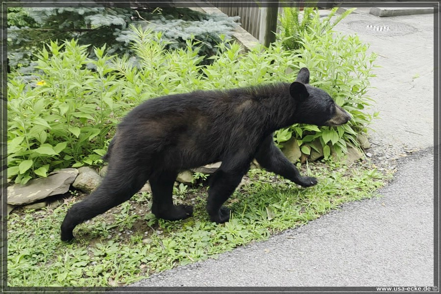 Gatlinburg_Bears_Part1_2026_023