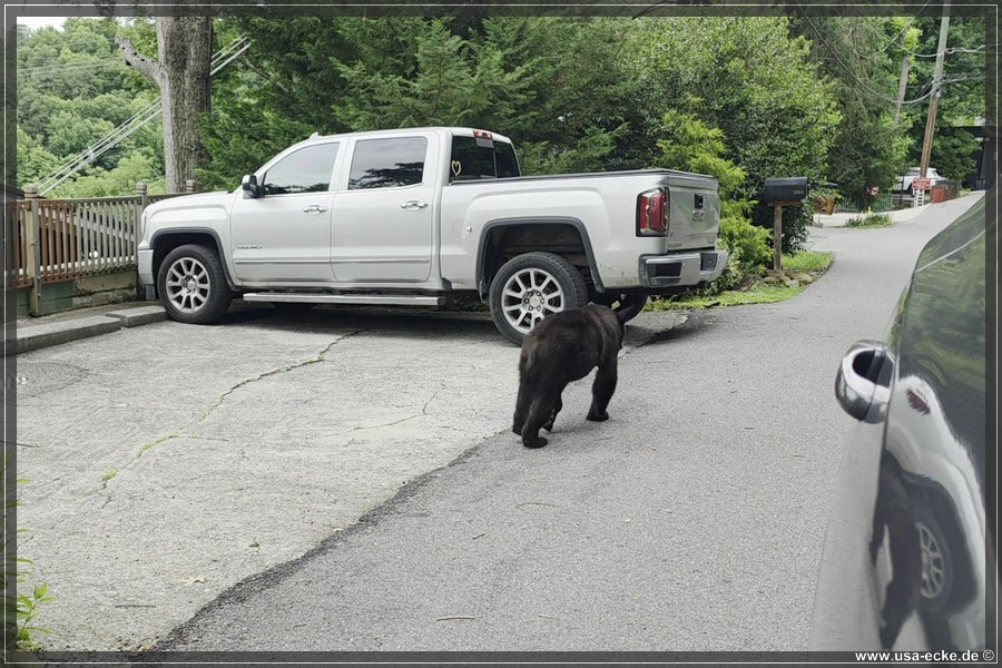 Gatlinburg_Bears_Part1_2026_024