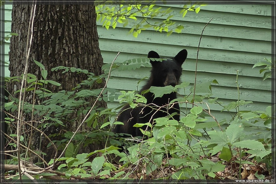Gatlinburg_Bears_Part1_2026_025
