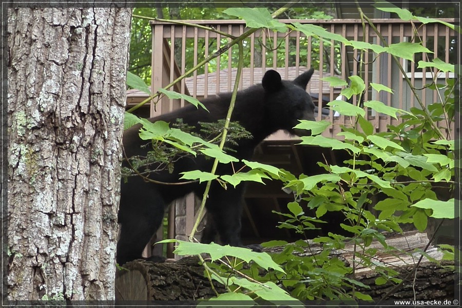 Gatlinburg_Bears_Part1_2026_026