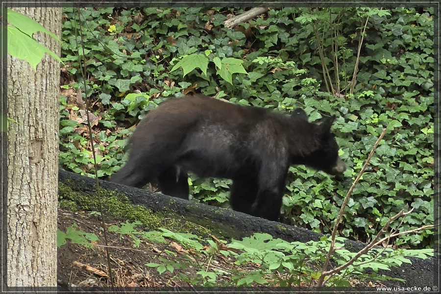 Gatlinburg_Bears_Part1_2026_027