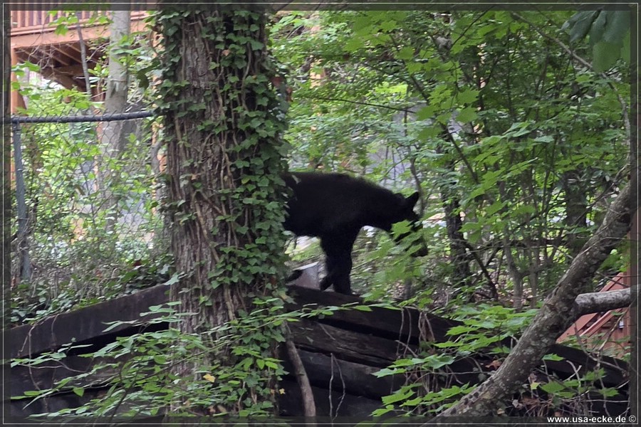 Gatlinburg_Bears_Part1_2026_028