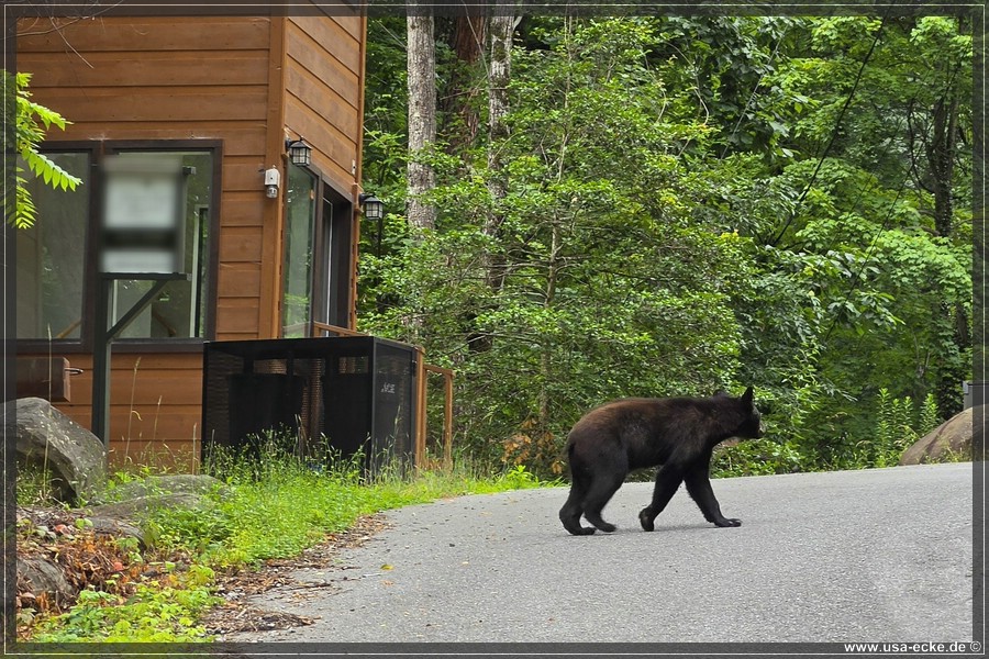 Gatlinburg_Bears_Part1_2026_029
