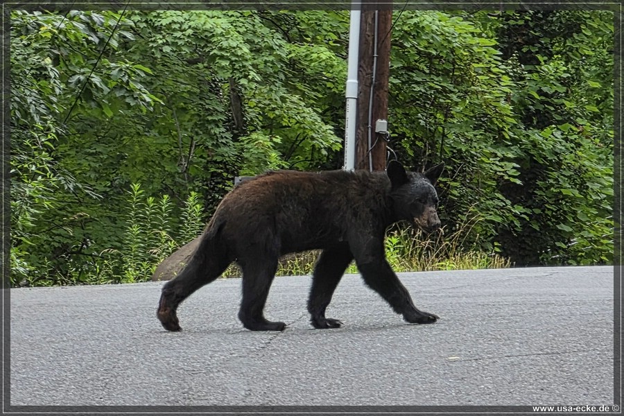 Gatlinburg_Bears_Part1_2026_030