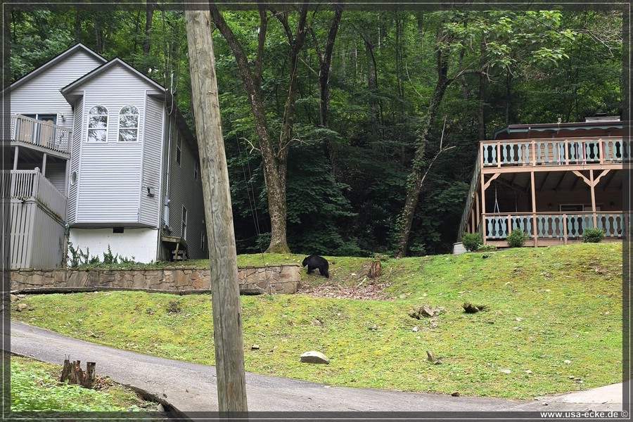 Gatlinburg_Bears_Part1_2026_031