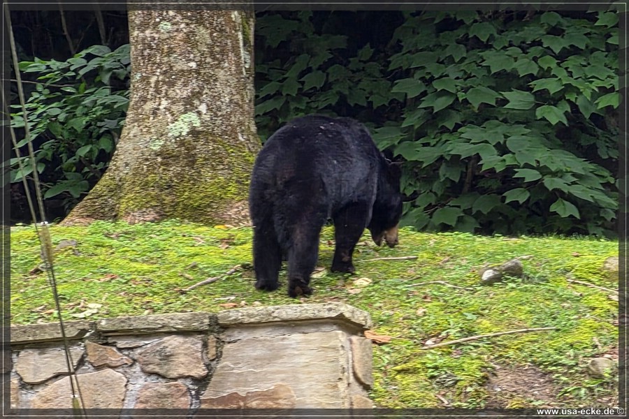 Gatlinburg_Bears_Part1_2026_032