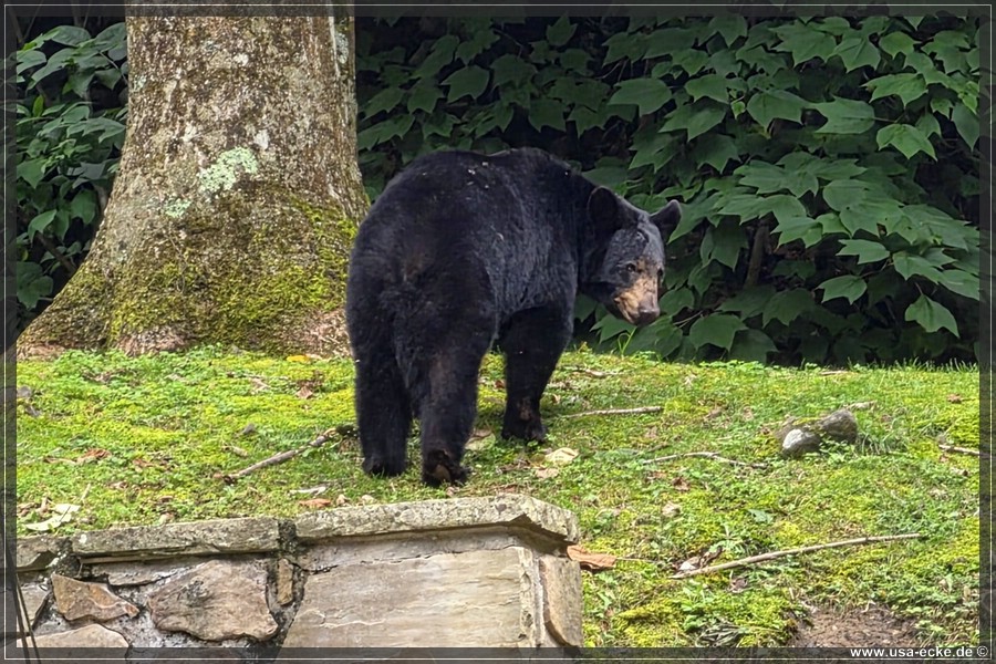 Gatlinburg_Bears_Part1_2026_033