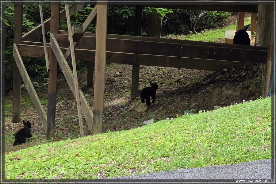 Gatlinburg_Bears_Part1_2026_034