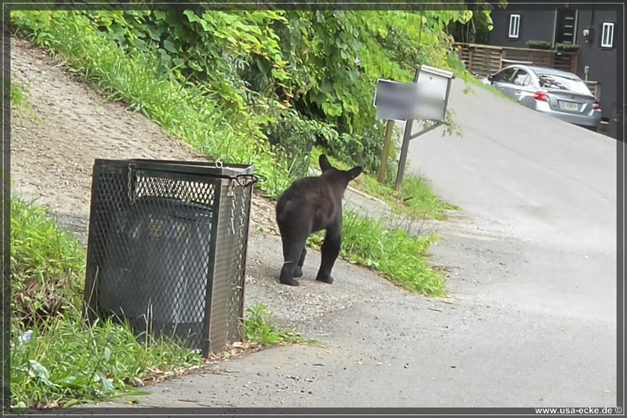 Gatlinburg_Bears_Part1_2026_035