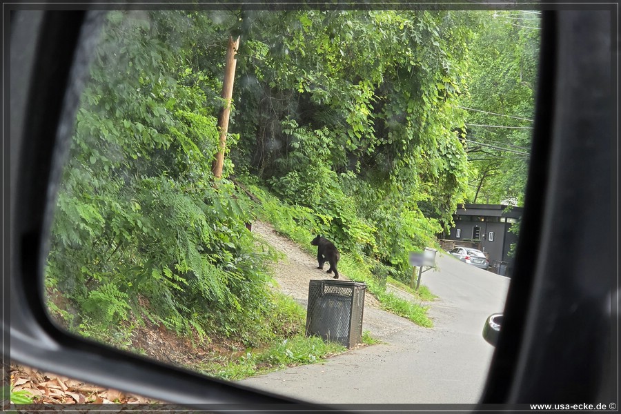Gatlinburg_Bears_Part1_2026_036