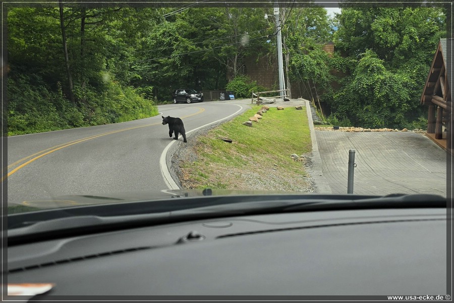 Gatlinburg_Bears_Part1_2026_037