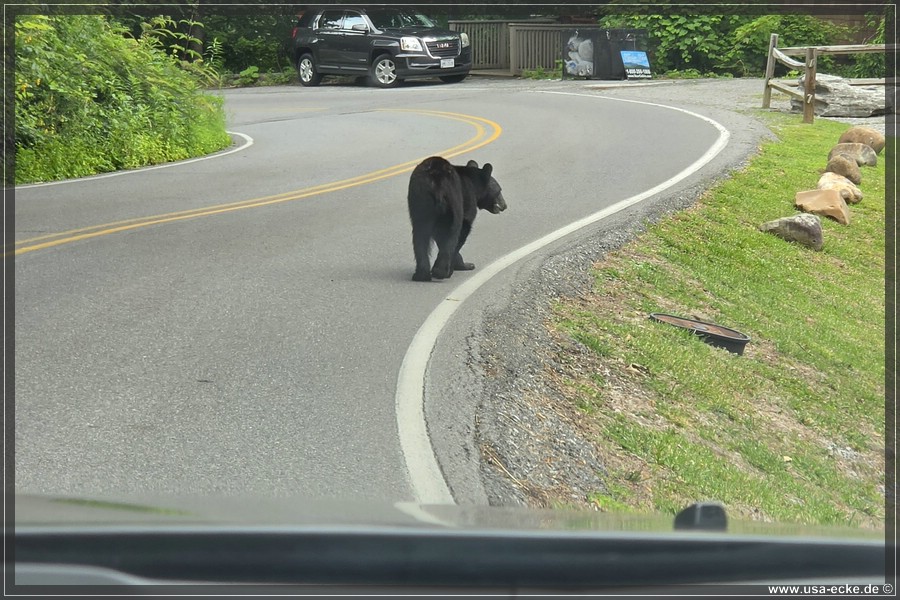 Gatlinburg_Bears_Part1_2026_038