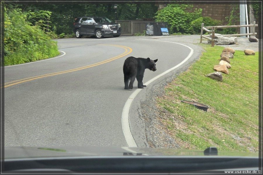 Gatlinburg_Bears_Part1_2026_039