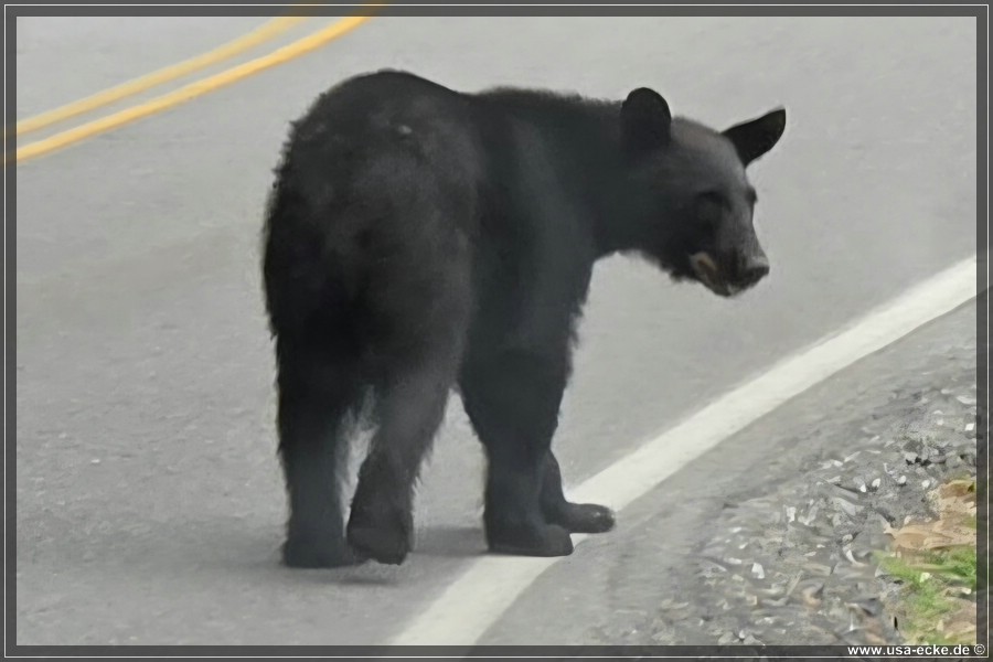 Gatlinburg_Bears_Part1_2026_040