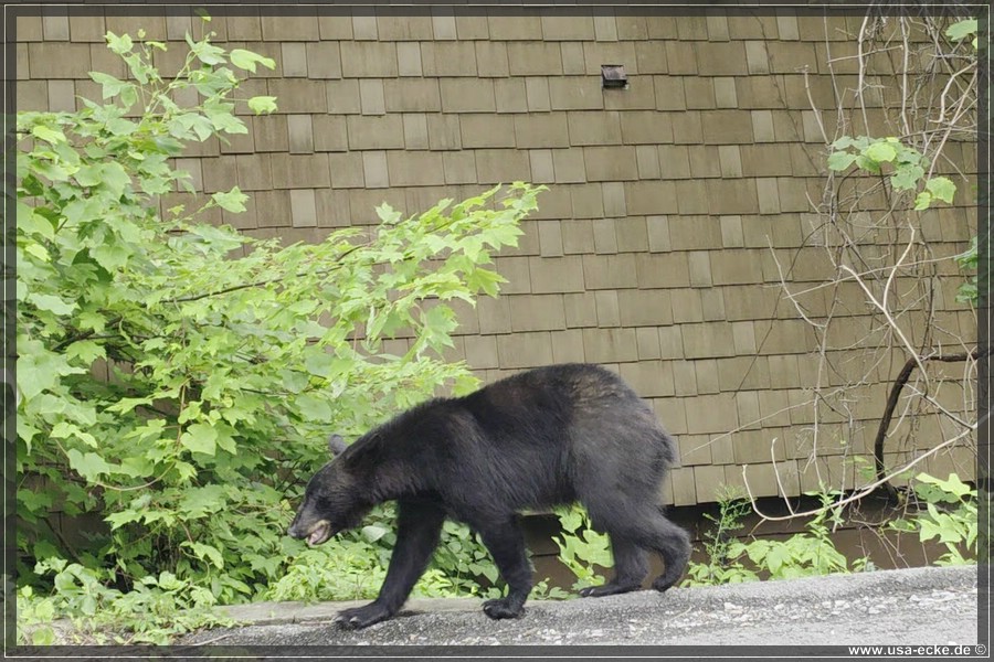 Gatlinburg_Bears_Part1_2026_042