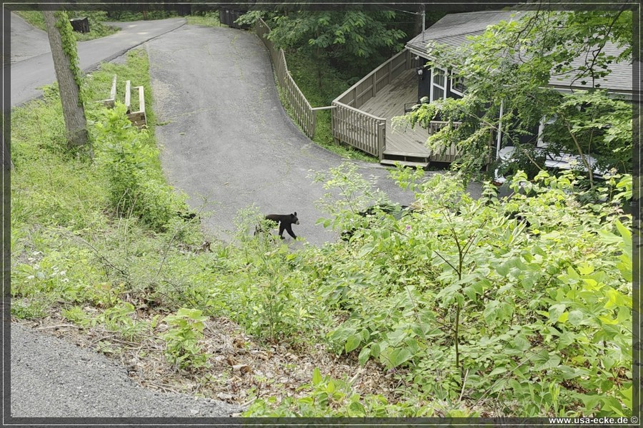 BlackBearTwo_2026_001