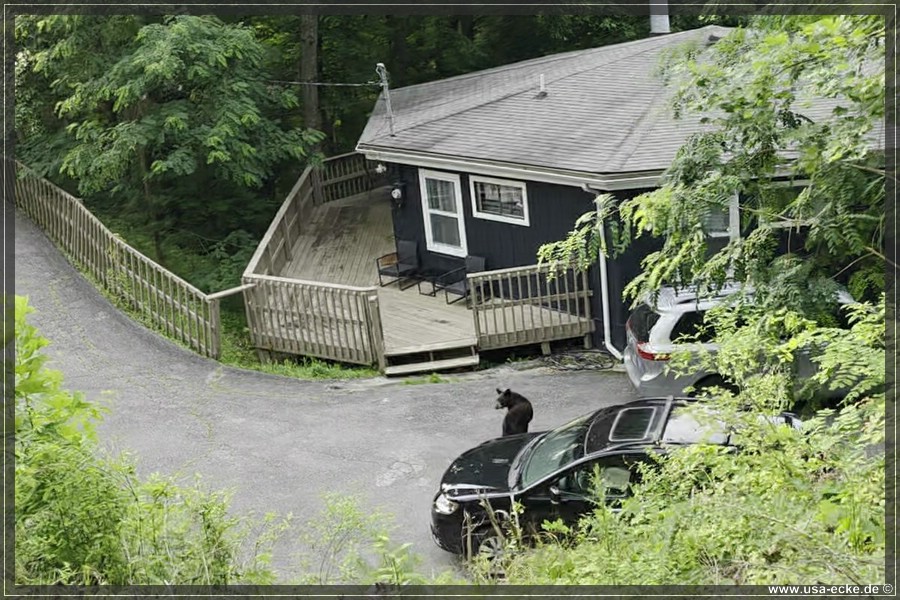 BlackBearTwo_2026_002