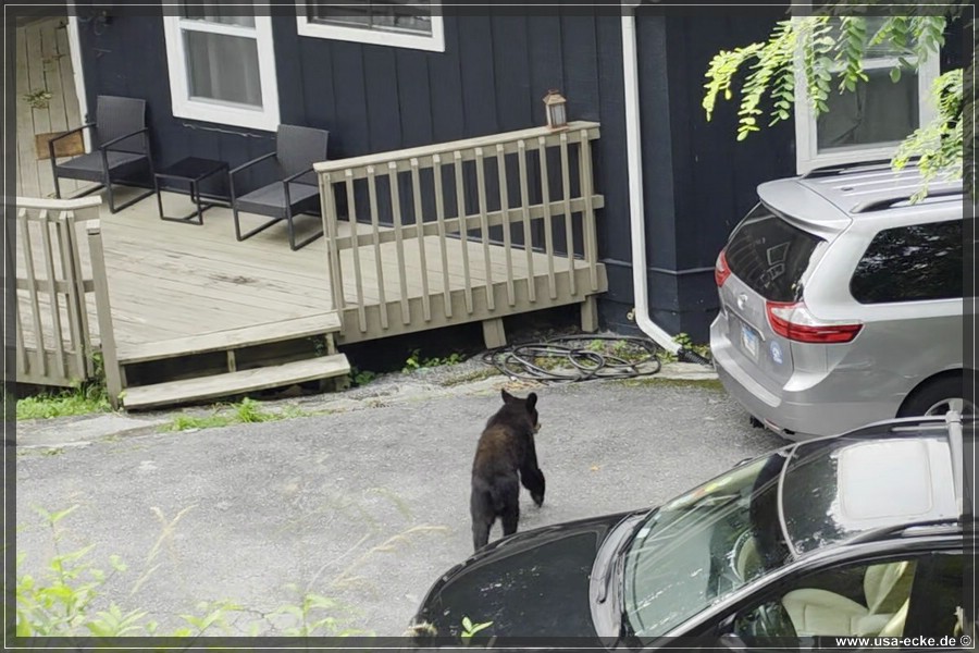 BlackBearTwo_2026_003