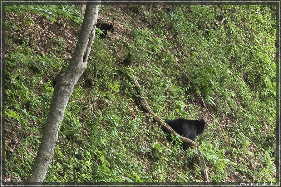BlackBearTwo_2026_004