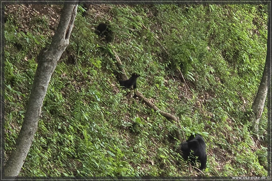 BlackBearTwo_2026_005