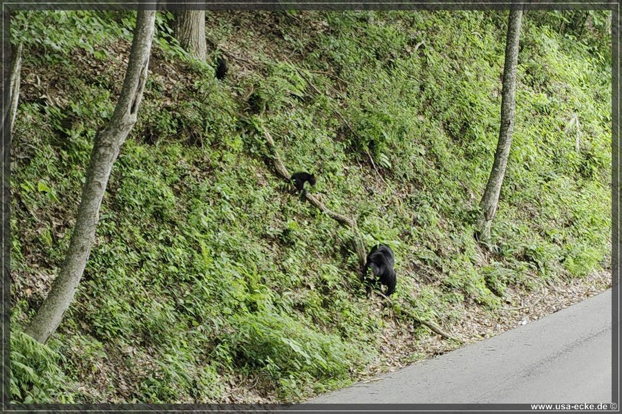 BlackBearTwo_2026_006