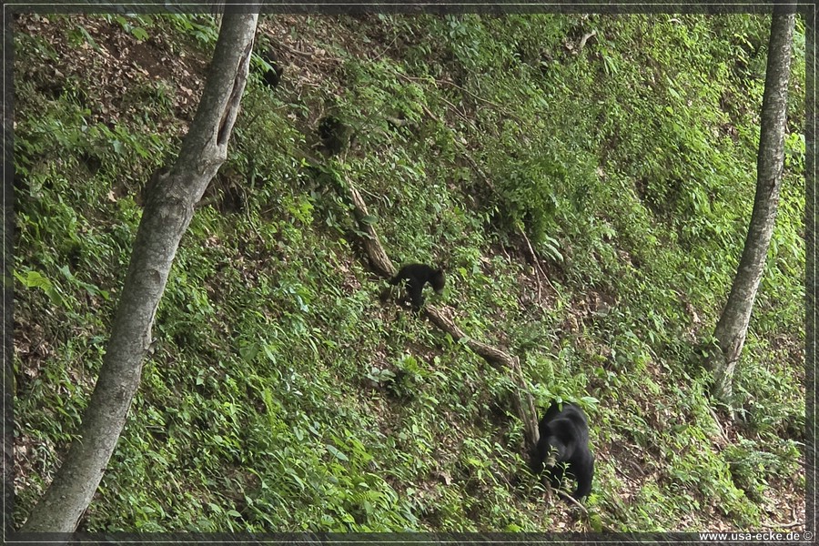 BlackBearTwo_2026_007