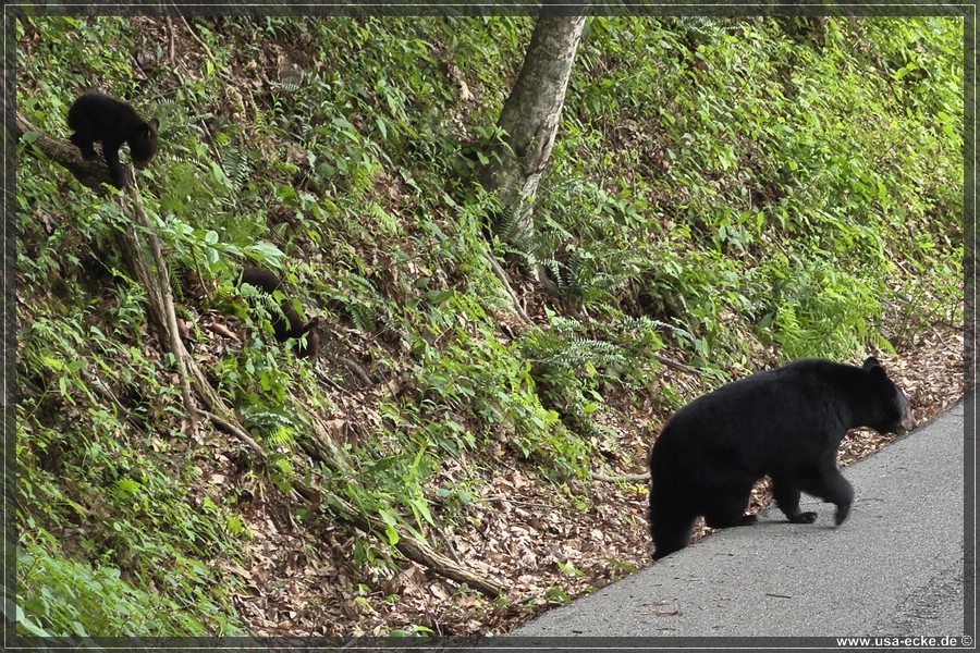 BlackBearTwo_2026_008