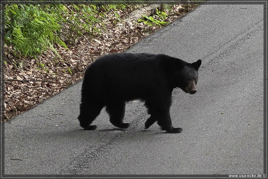 BlackBearTwo_2026_009