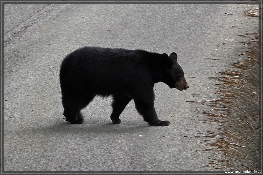 BlackBearTwo_2026_011