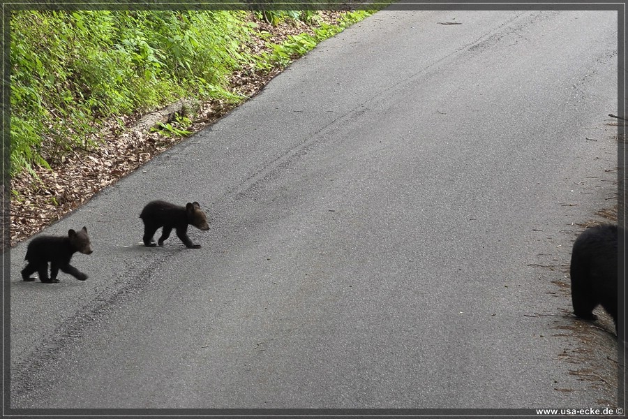 BlackBearTwo_2026_012