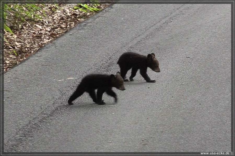 BlackBearTwo_2026_013