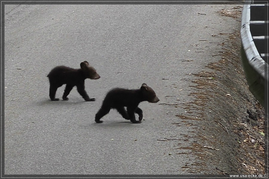 BlackBearTwo_2026_014