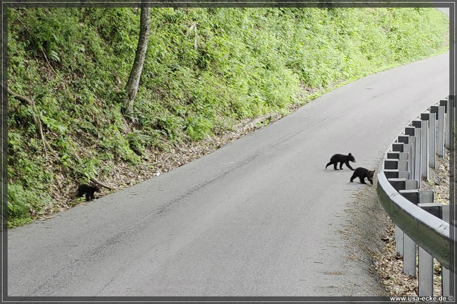 BlackBearTwo_2026_015