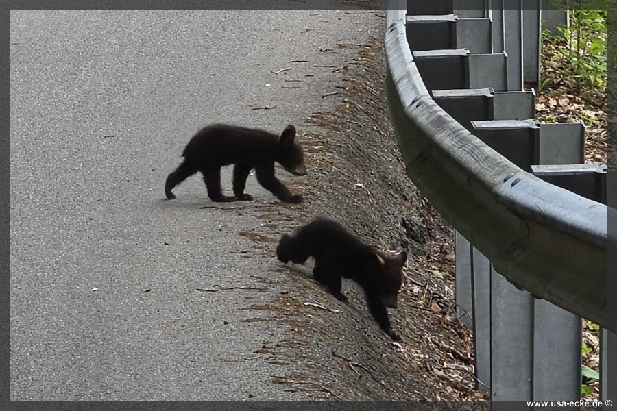BlackBearTwo_2026_016