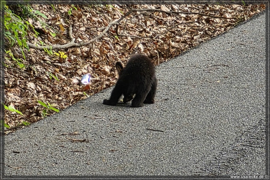 BlackBearTwo_2026_017