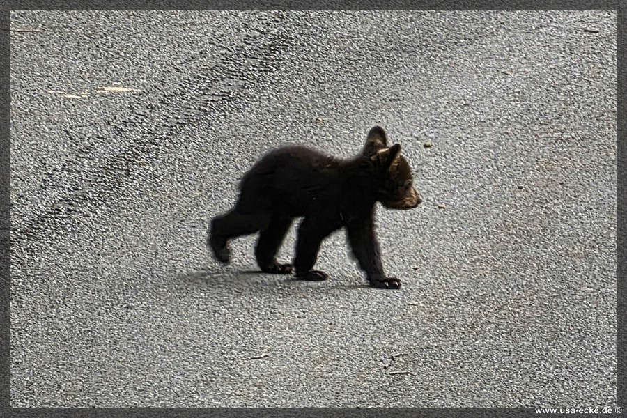 BlackBearTwo_2026_018