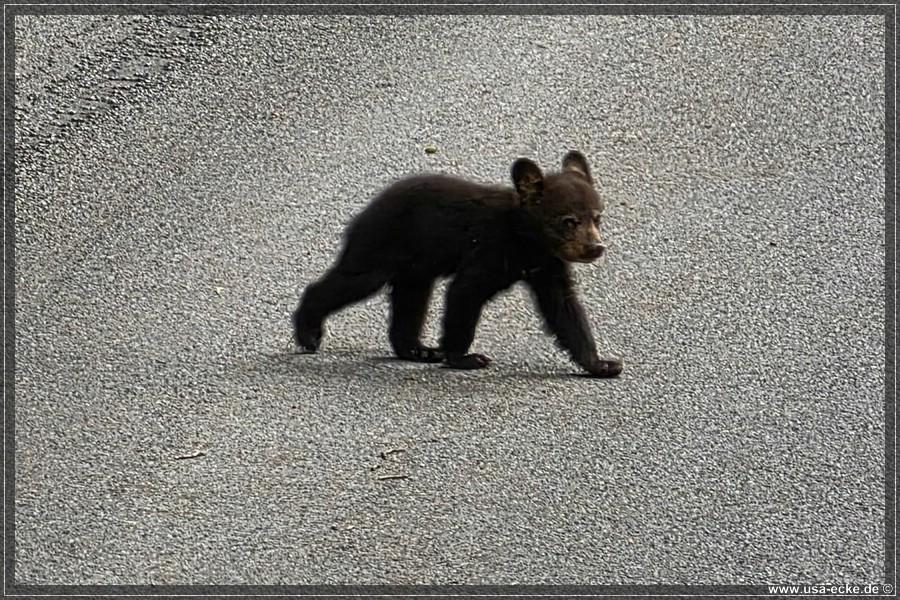 BlackBearTwo_2026_019