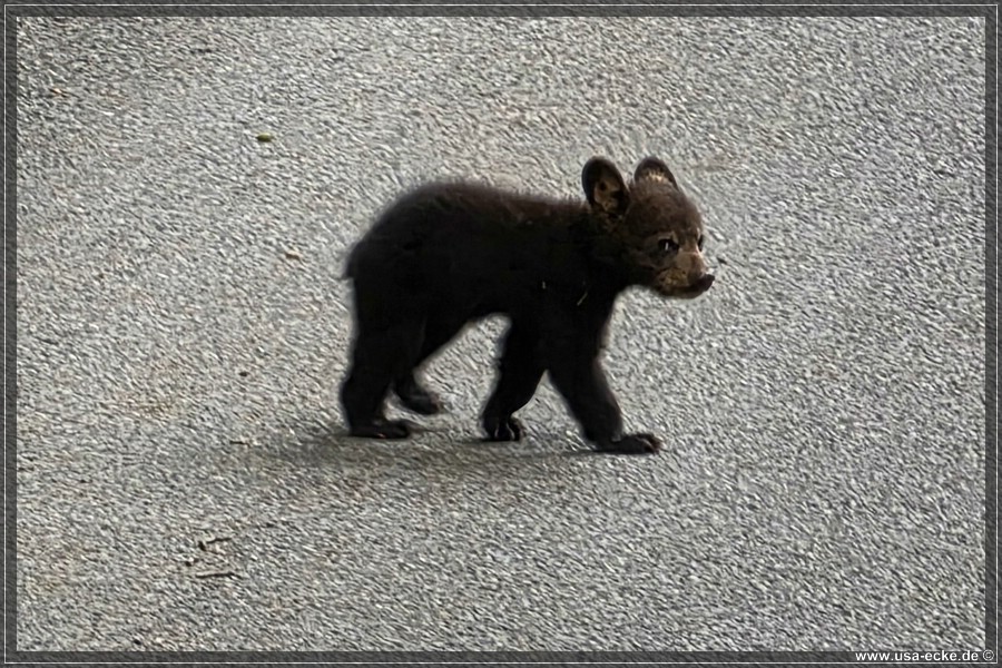 BlackBearTwo_2026_020