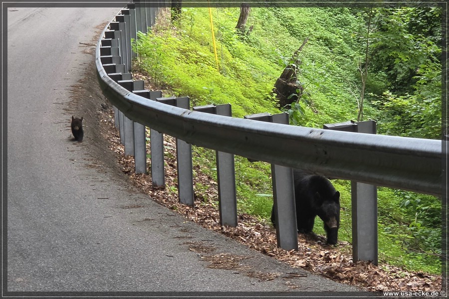 BlackBearTwo_2026_021