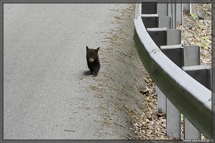 BlackBearTwo_2026_023