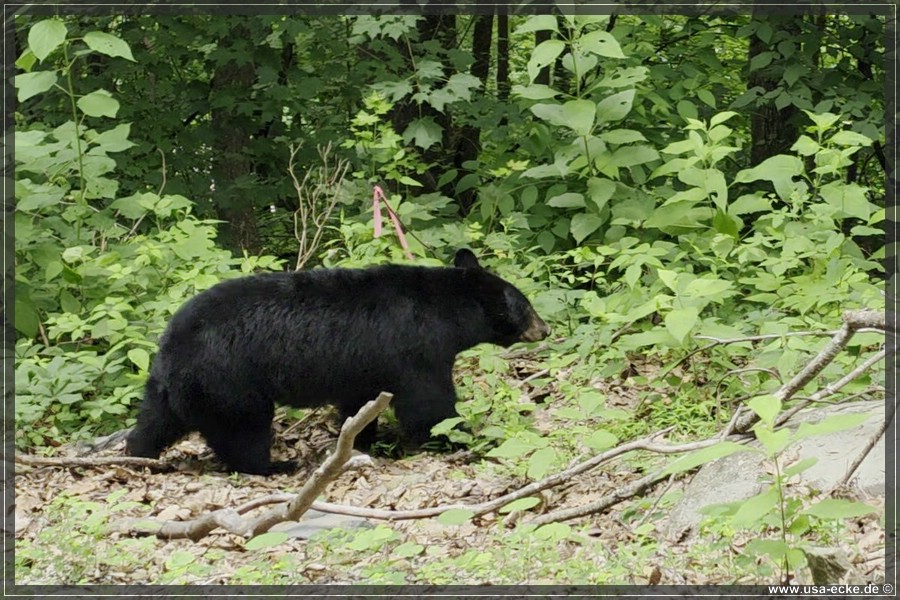 BlackBearTwo_2026_024